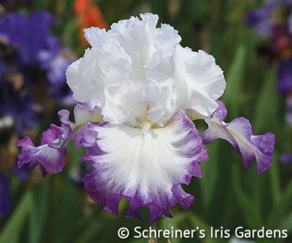 Center Ice  Tall Bearded Iris – Schreiner's Gardens