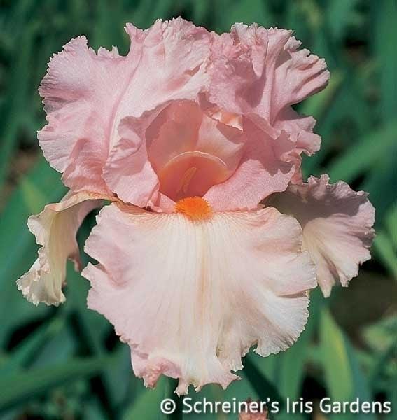 Larue Boswell | Tall Bearded Iris – Schreiner's Gardens