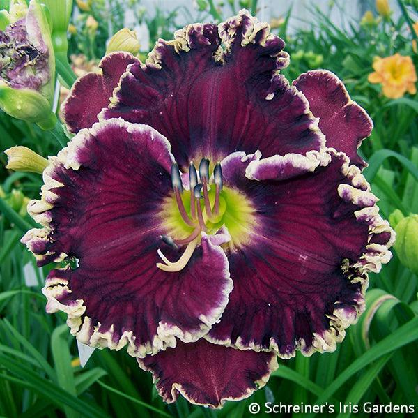 Black Dazzler | Maryott Daylilies – Schreiner's Gardens Black Dazzler | Maryott Daylilies – Schreiner's Gardens