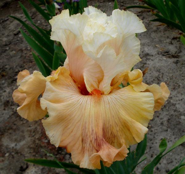 Fancy Footwork | Tall Bearded Iris – Schreiner's Gardens
