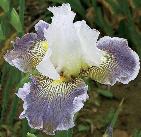 Ciel Gris Sur Poilly | Tall Bearded Iris – Schreiner's Gardens