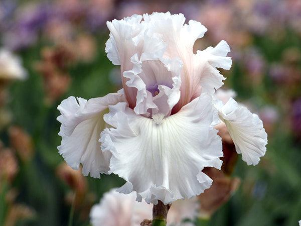 Beauty Within | Tall Bearded Iris – Schreiner's Gardens