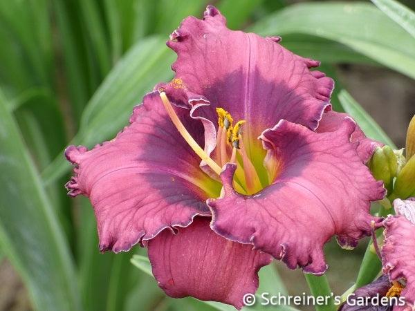 Asheville After Dark | Daylily Catalog – Schreiner's Gardens