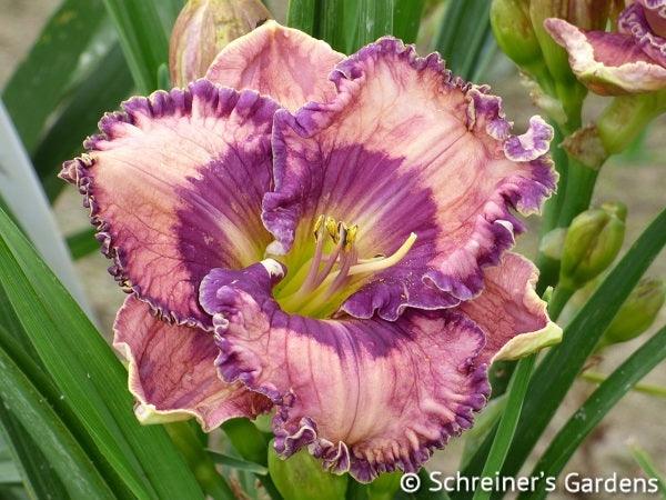 Blue Reality | Spring Daylily Catalog – Schreiner's Gardens