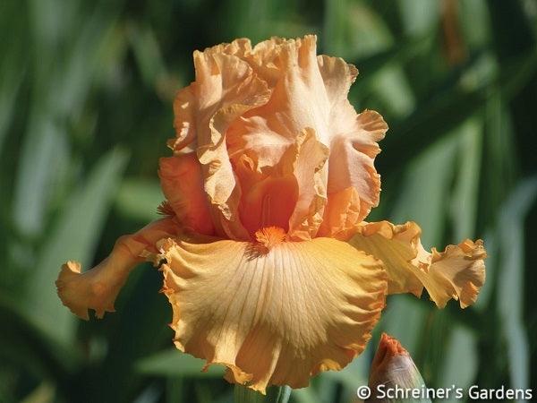 Peach State Tall Bearded Iris – Schreiner's Gardens