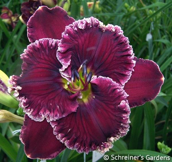 Avalon Bay|Maryott Daylilies – Schreiner's Gardens