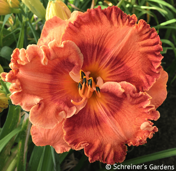 Avalon Bay|Maryott Daylilies – Schreiner's Gardens
