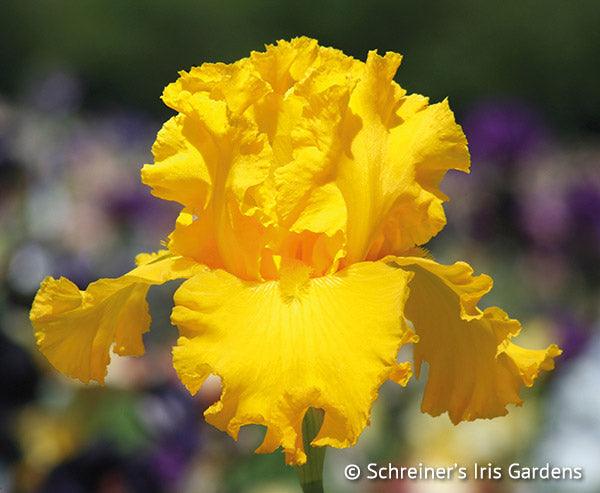 Garden Time | Tall Bearded Iris – Schreiner's Gardens