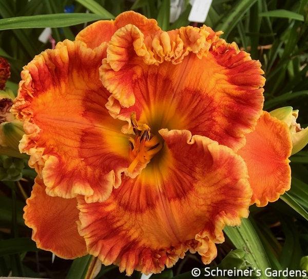 Orange Planet | Maryott Daylilies – Schreiner's Gardens Orange Planet | Maryott Daylilies – Schreiner's Gardens