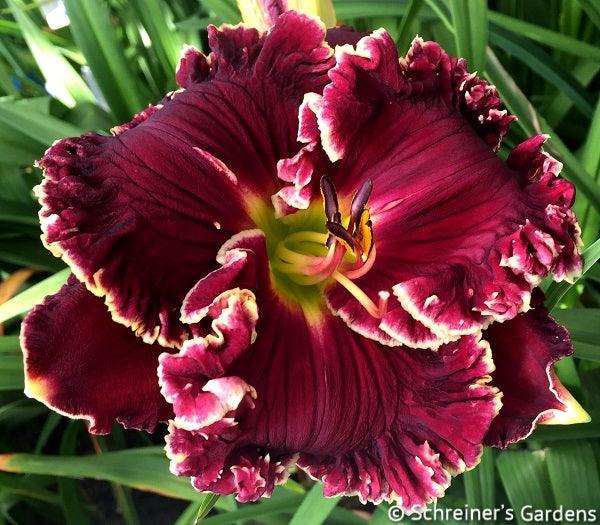 Colonial Red | Maryott Daylilies – Schreiner's Gardens
