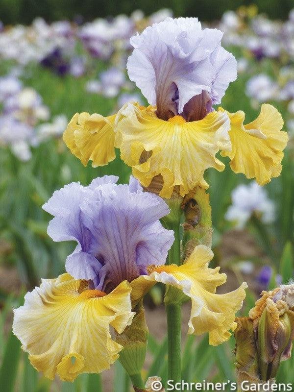 Collusion Tall Bearded Iris Schreiner's Gardens