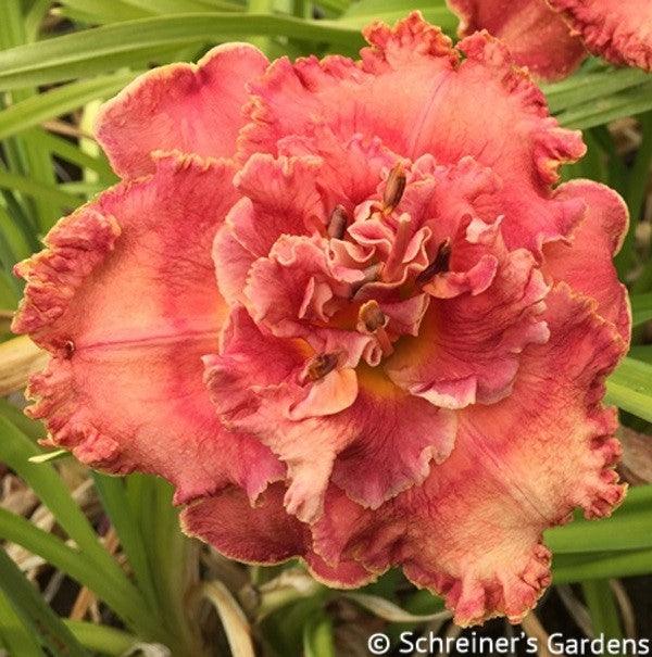 ロイヤルメリー Good Times Roll|Maryott Daylilies – Schreiner's Gardens
