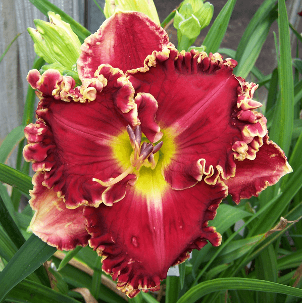 Home of the Free | Spring Daylily Catalog – Schreiner's Gardens