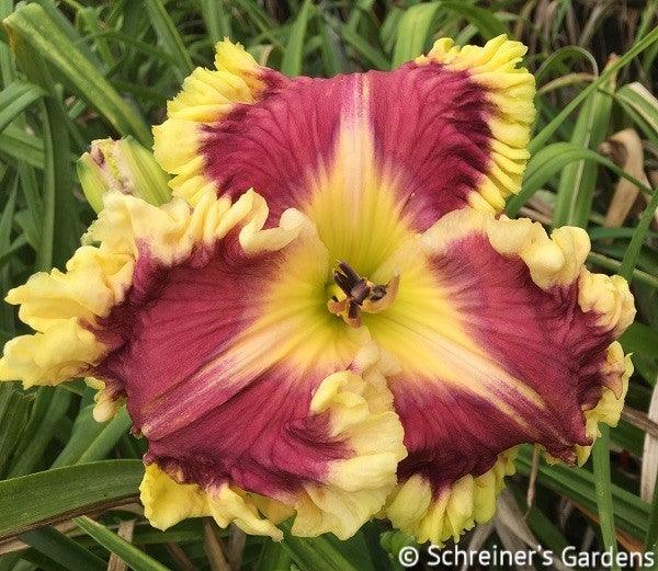 Scenario|Maryott Daylilies – Schreiner's Gardens