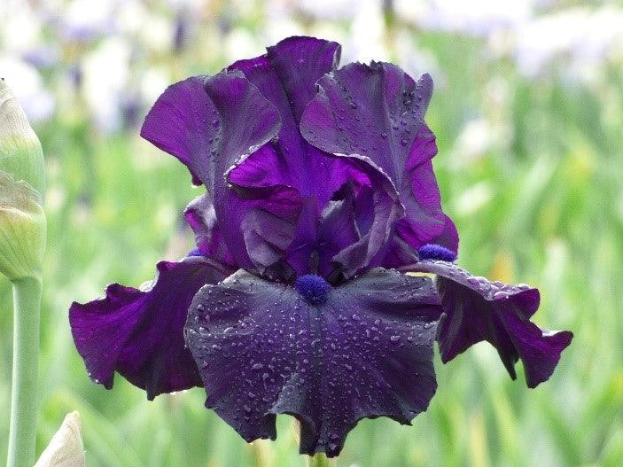 Jimmy's Jam – Schreiner's Gardens