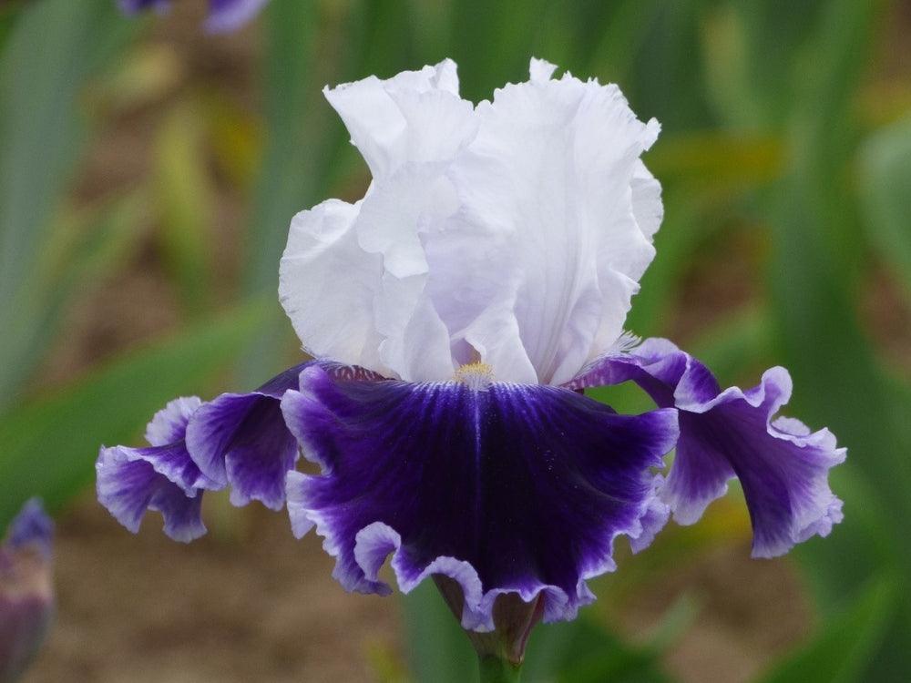 Local Ocean – Schreiner's Gardens