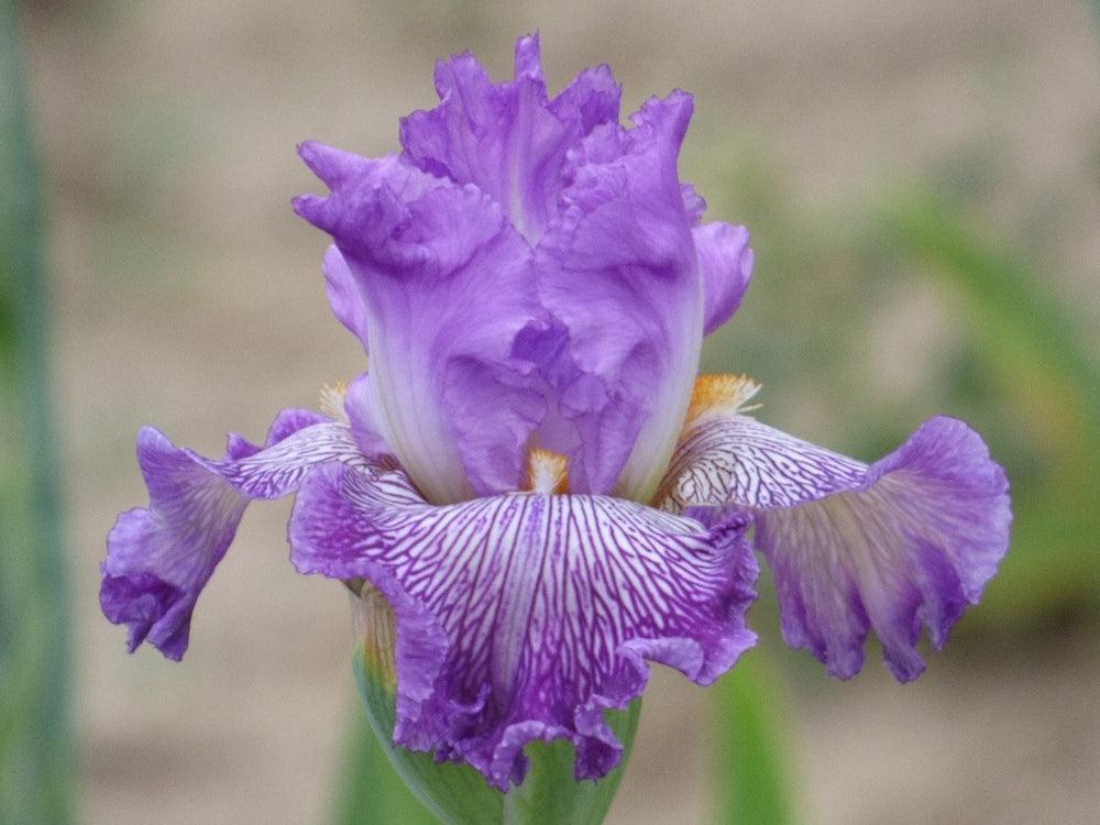 Migration Run – Schreiner's Gardens