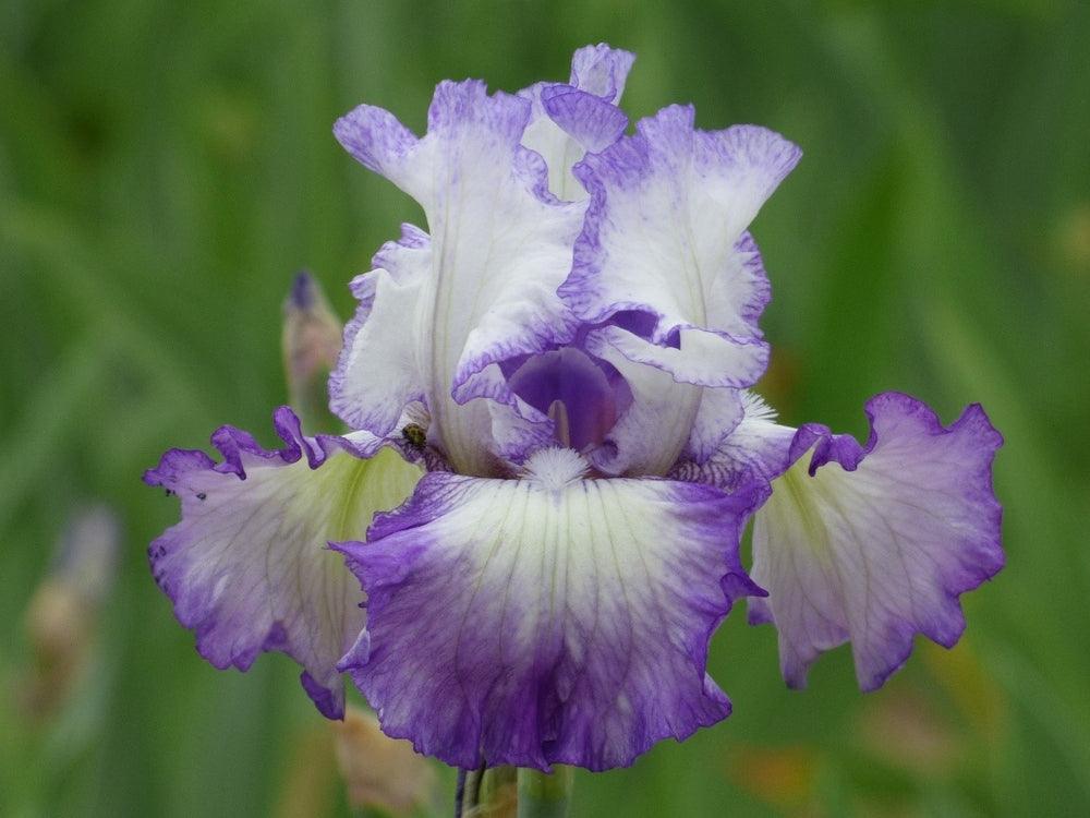 Lovely Cruise – Schreiner's Gardens