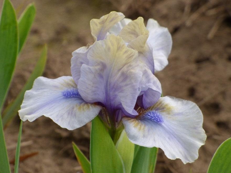 Dainty Dwarf Iris Collection