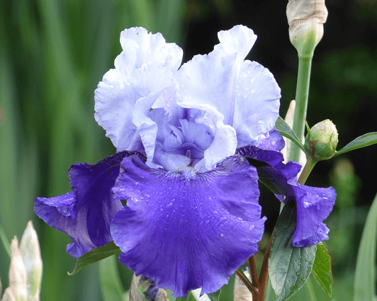 Best Bet | Tall Bearded Iris – Schreiner's Gardens