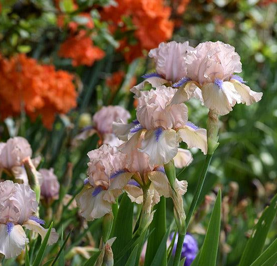 Concertina Intermediate Bearded Iris Schreiner's Gardens