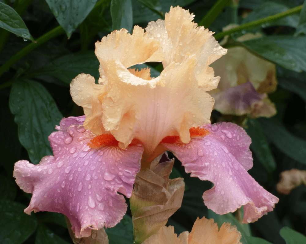 Frimousse | Tall Bearded Iris – Schreiner's Gardens Frimousse | Tall Bearded Iris – Schreiner's Gardens