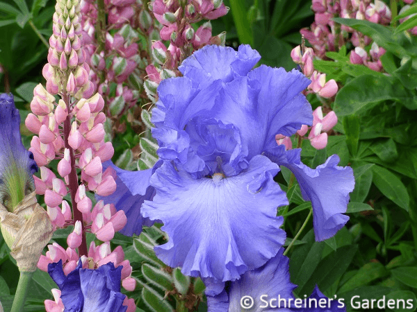 Yaquina Blue | Tall Bearded Iris – Schreiner's Gardens