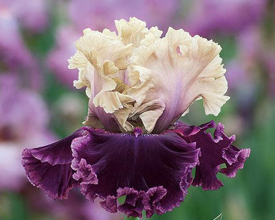 But Darling | Tall Bearded Iris – Schreiner's Gardens