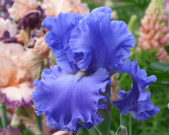 Baltic Sea | Tall Bearded Iris – Schreiner's Gardens