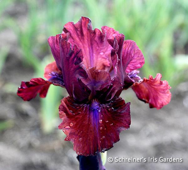 Bounce Intermediate Bearded Iris Schreiner's Gardens