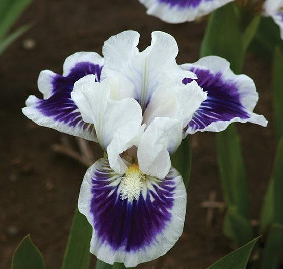 Riveting | Dwarf Bearded Iris – Schreiner's Gardens