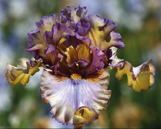 ひろとも様　ランツ 1ml &パープルクッシュ3g Express Yourself | Tall Bearded Iris – Schreiner's Gardens