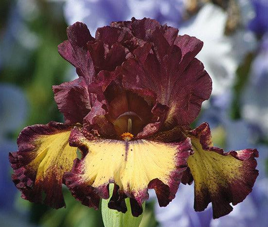 Blood Moon Tall Bearded Iris Schreiner's Gardens