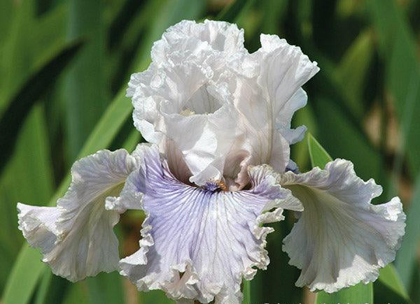 Haunted Heart | Tall Bearded Iris – Schreiner's Gardens