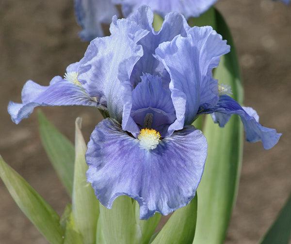 Sky of Blue | Dwarf Bearded Iris – Schreiner's Gardens