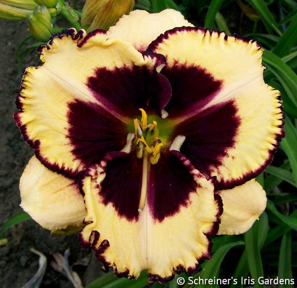 Ledgewood's Jumpstart | Spring Daylily Catalog – Schreiner's Gardens