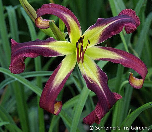 Purple Starfish | Spring Daylily Catalog – Schreiner's Gardens