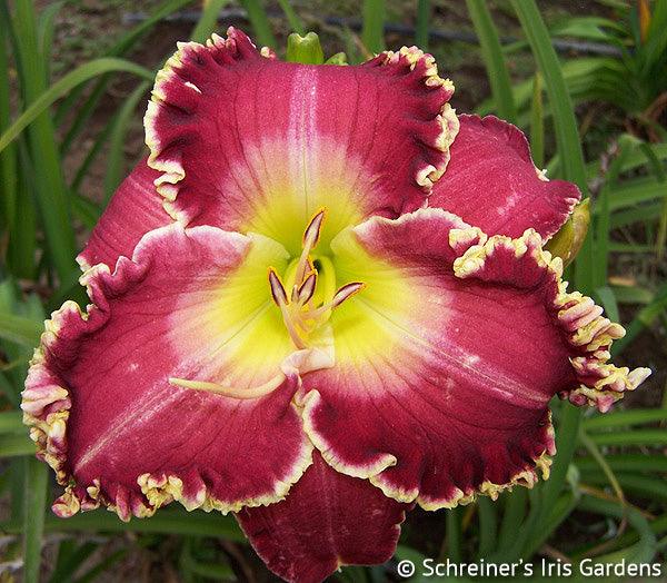 One Foundation | Spring Daylily Catalog – Schreiner's Gardens