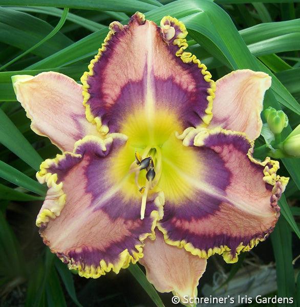 Jewel Eyed Julie | Spring Daylily Catalog – Schreiner's Gardens