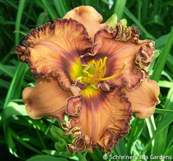 Coffee House | Spring Daylily Catalog – Schreiner's Gardens