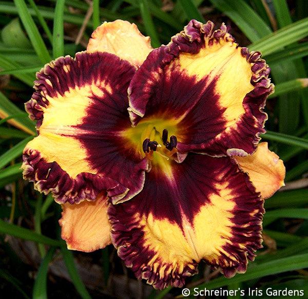 Volcanic Fireworks | Spring Daylily Catalog – Schreiner's Gardens