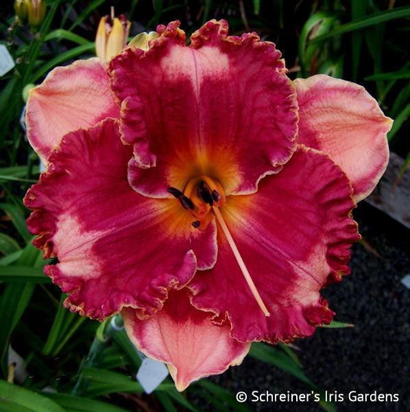 Elegante | Spring Daylily Catalog – Schreiner's Gardens