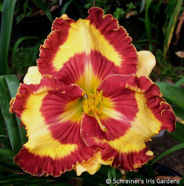 Can't Touch This (Daylily) | Spring Daylily Catalog – Schreiner's
