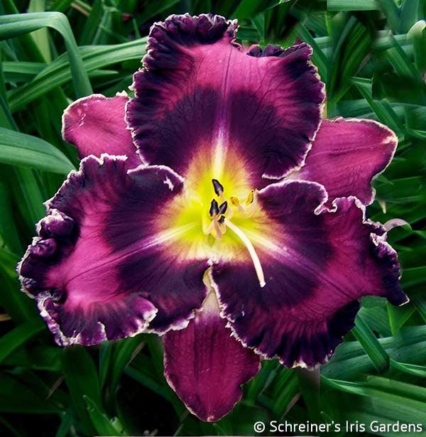 Bright in the Night | Spring Daylily Catalog – Schreiner's Gardens