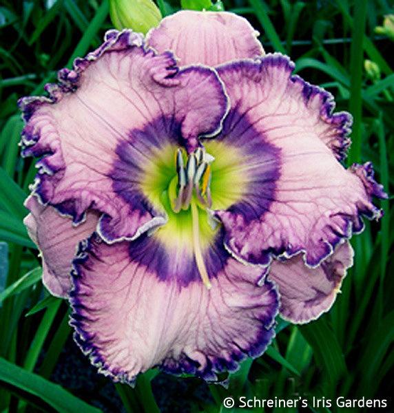 Blue Eclipse | Spring Daylily Catalog – Schreiner's Gardens
