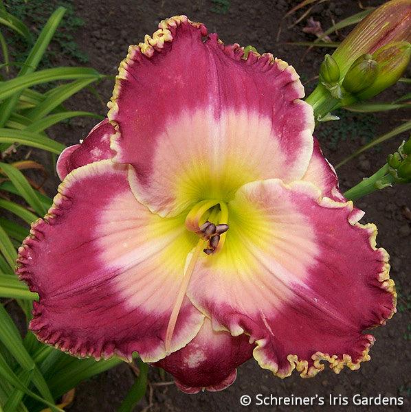 Picture in Picture | Spring Daylily Catalog – Schreiner's Gardens