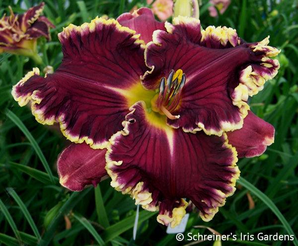 Dark Night Dynamite | Spring Daylily Catalog – Schreiner's Gardens
