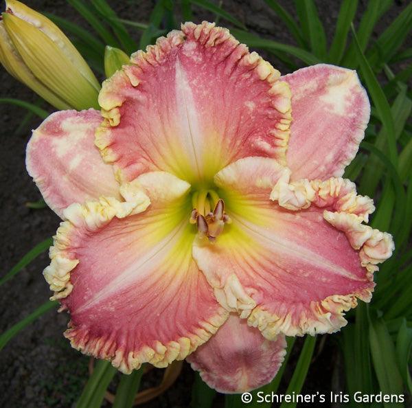 dress pink daylily Pink daylily skater dress M