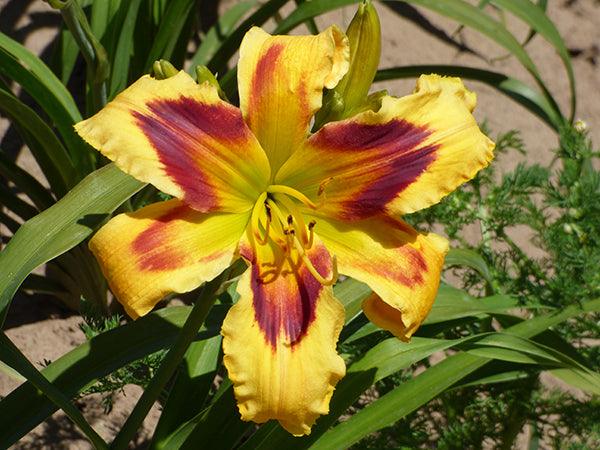 One Hot Mama | Spring Daylily Catalog – Schreiner's Gardens