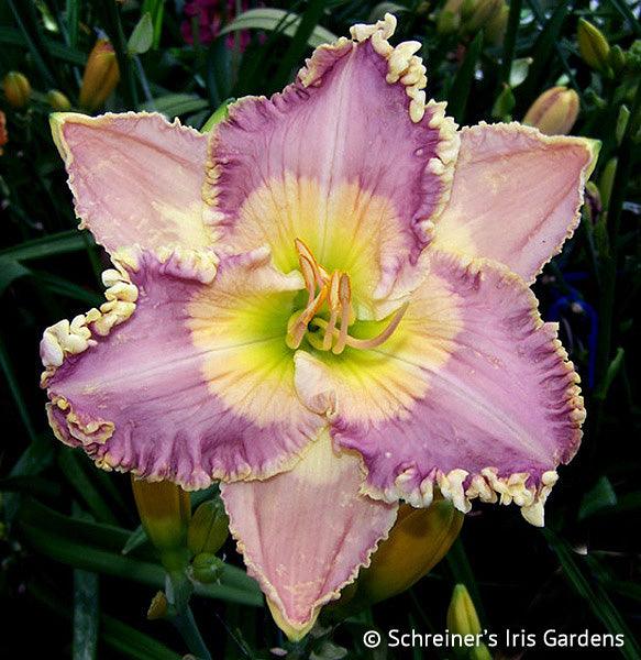 early spring flower the english call the lent lily English Madrigal